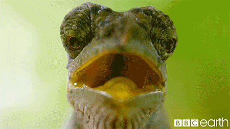 Chameleon