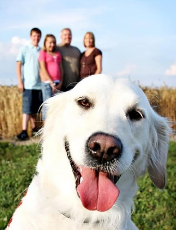 dog photo bomber