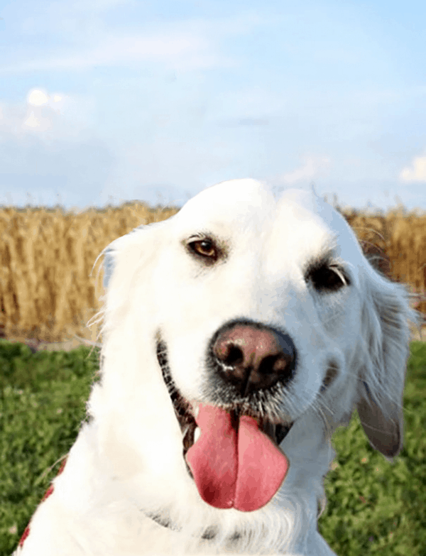 dog photo bomber