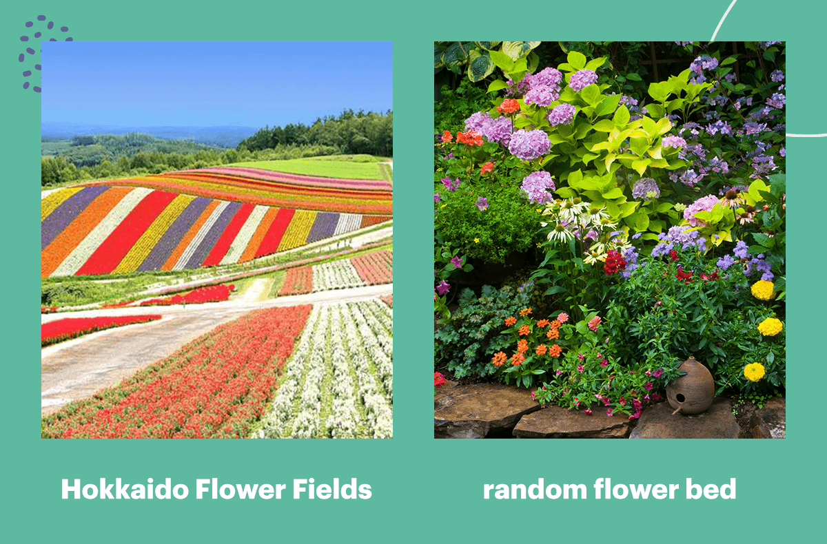 hokkaido flower fields